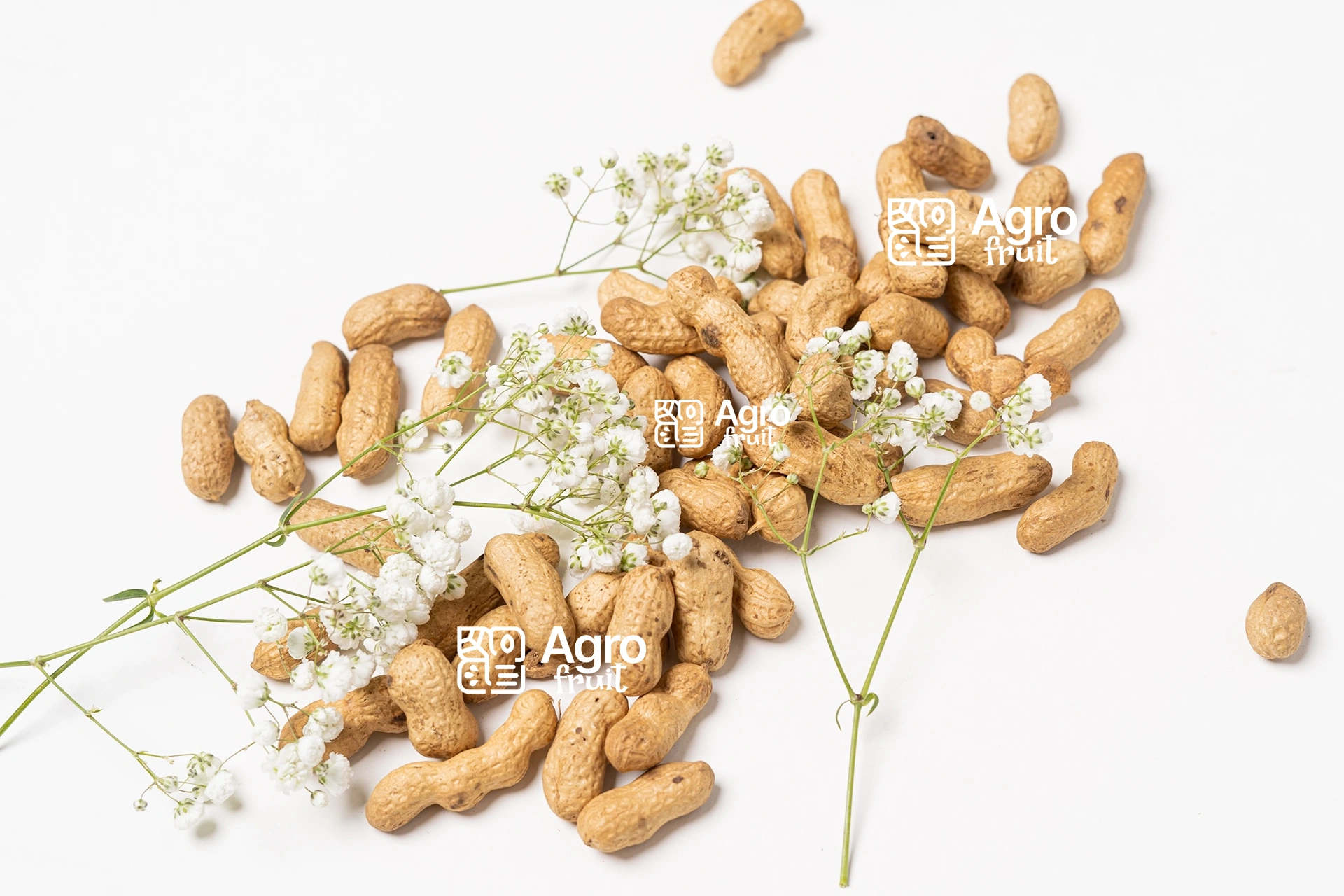 Peanuts in Shell
