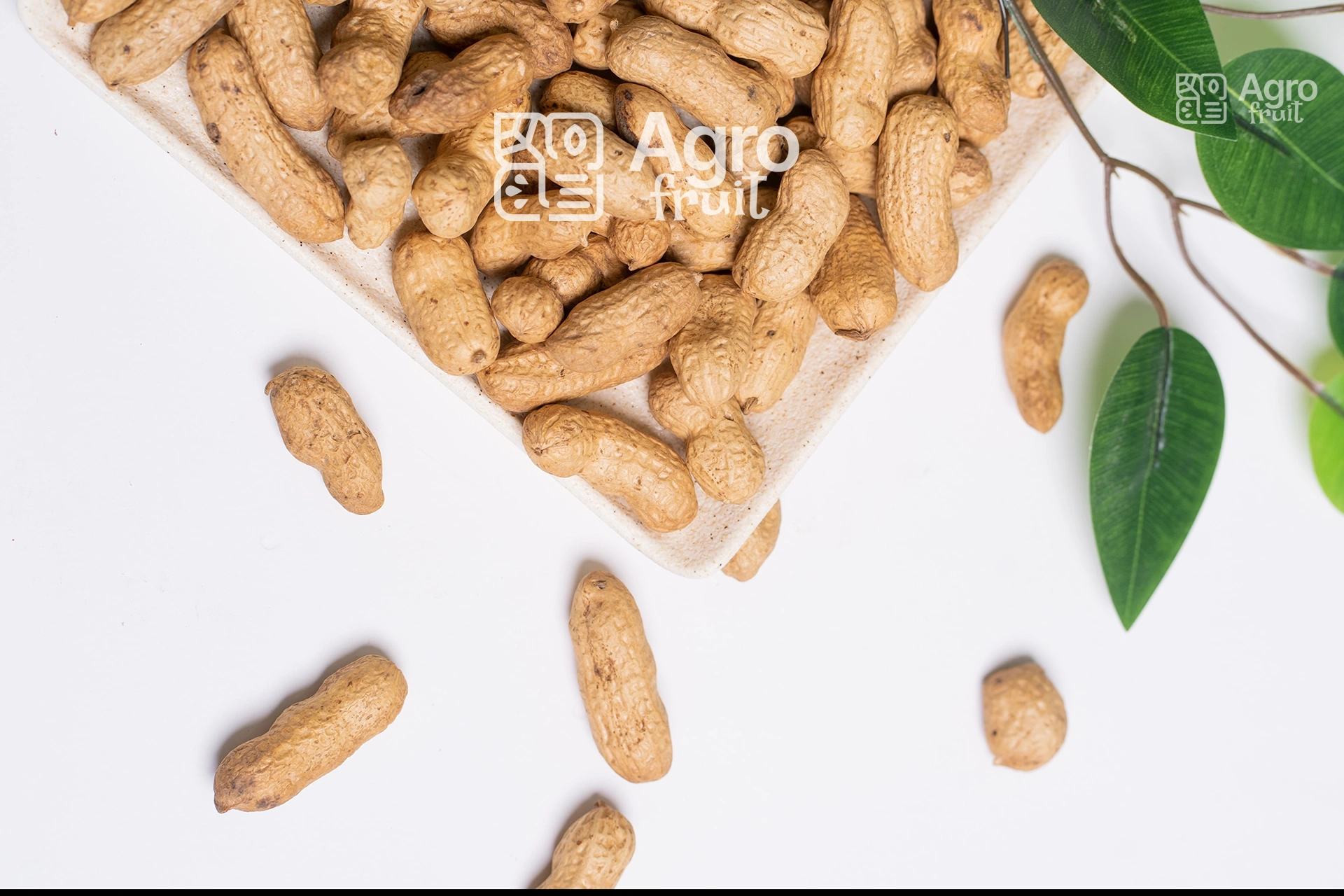 Peanuts in Shell