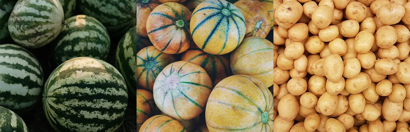 watermelons